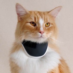 Collare Rigido ortopedico per gatto Bt Neck