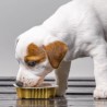 Alimenti umidi Monopreteici per cani