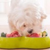 Alimenti umidi Human Grade per cani