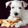 Biscotti snack e Premietti per cani