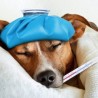 Cure alle Vie Respiratorie dei cani