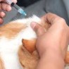 Cibo per gatti Diabetici